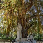 El ciprés de los Pantanos del Parque de María Luisa, candidato al árbol del año