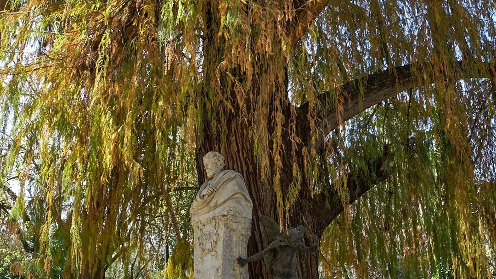 El ciprés de los Pantanos del Parque de María Luisa, candidato al árbol del año