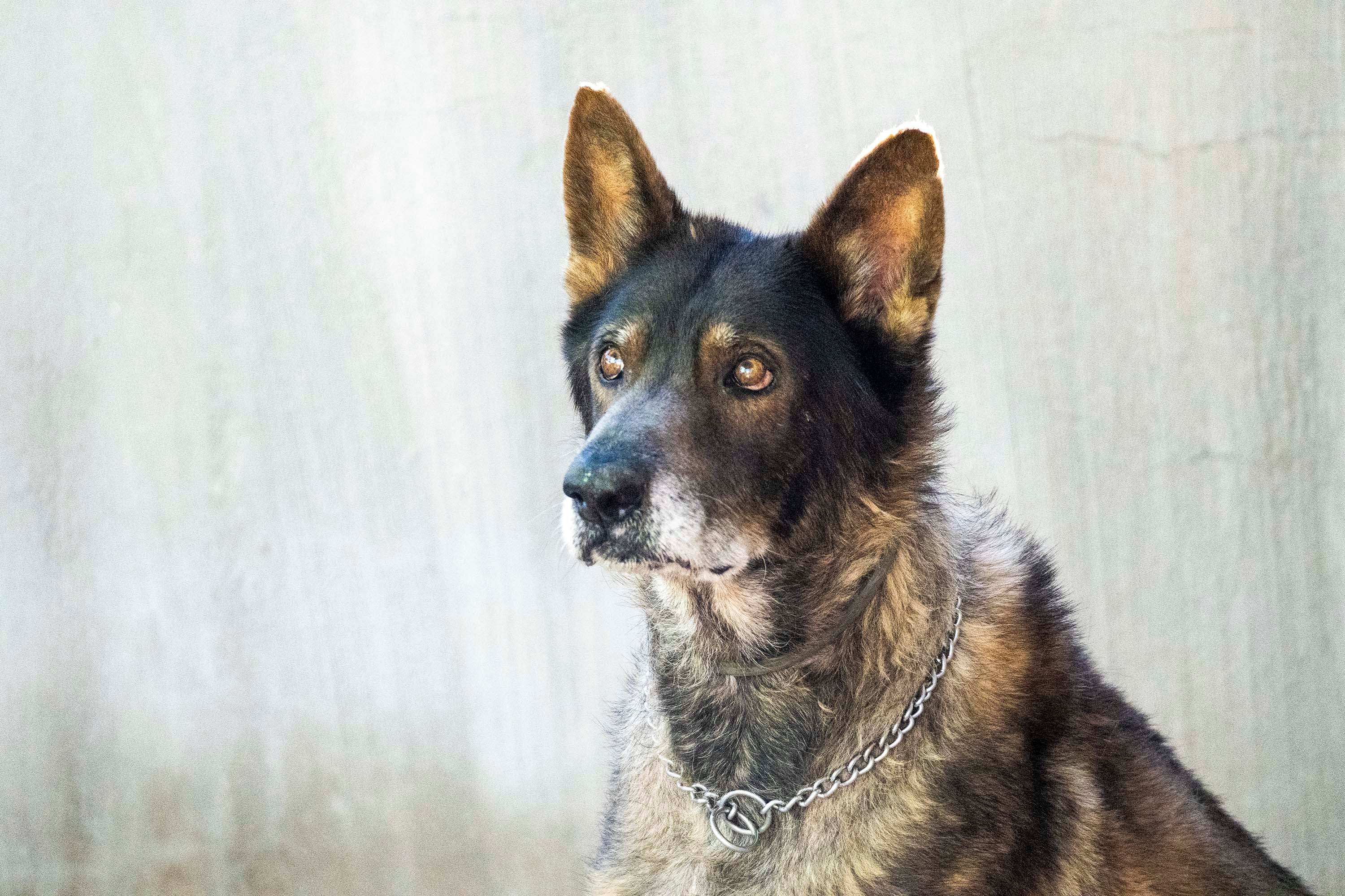 El tradicional Desfile de Navidad para adoptar perros abandonados de A.U.P.A. y Fundación BIOPARC será el domingo 17 de diciembre El tradicional Desfile de Navidad para adoptar perros abandonados de A.U.P.A. y Fundación BIOPARC será el domingo 17 de diciembre