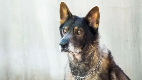 Desfile perros abandonados BIOPARC-AUPA