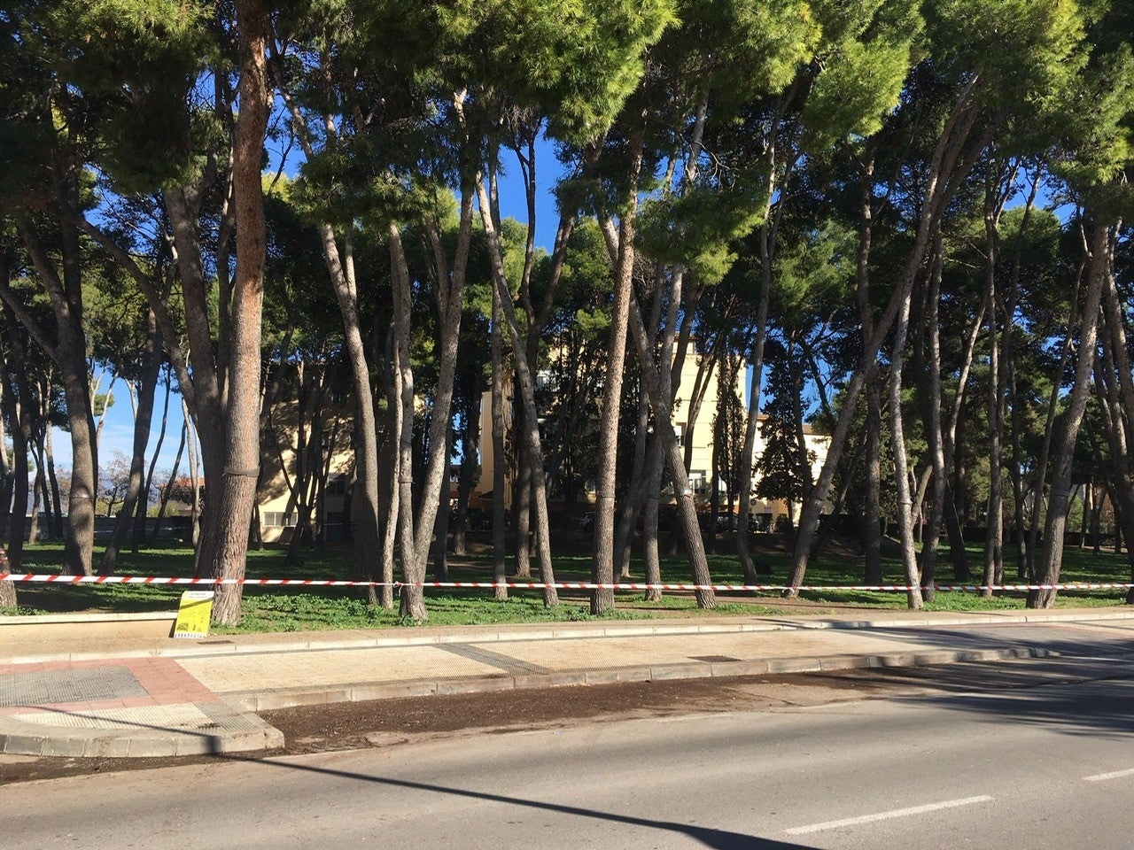 Comienza la tala de casi cincuenta pinos junto al hospital Sagrado Corazón de Jesús Comienza la tala de casi cincuenta pinos junto al hospital Sagrado Corazón de Jesús