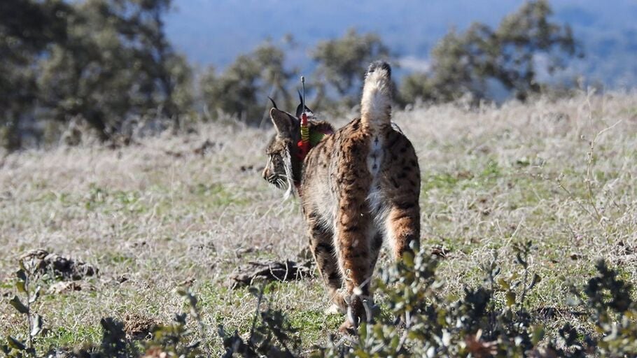 Lince ib&eacute;rico en Castilla-La Mancha