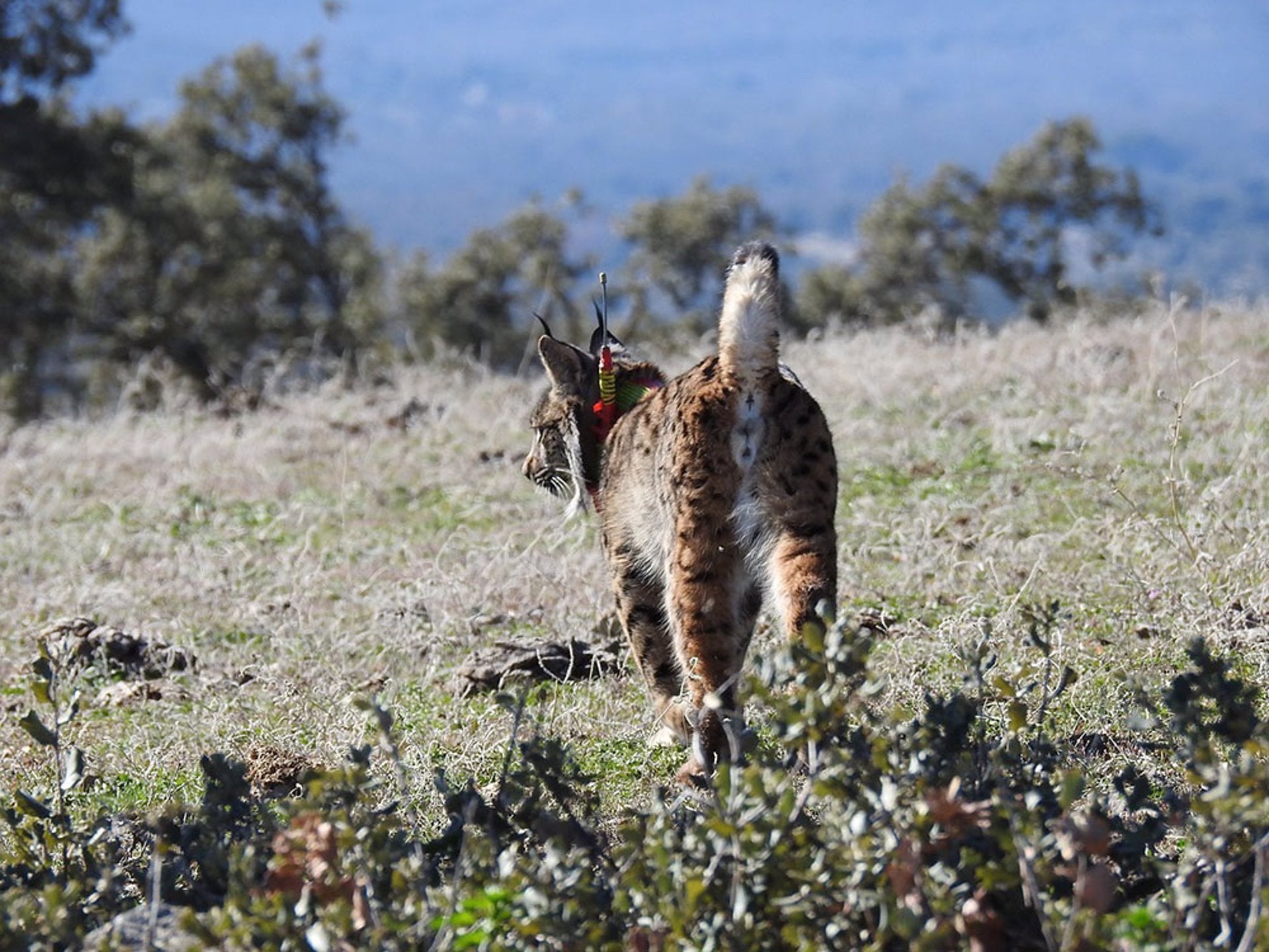 Ecologistas en Acción denuncia la alta mortalidad de lince ibérico en Toledo Ecologistas en Acción denuncia la alta mortalidad de lince ibérico en Toledo