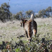 Lince ibérico en Castilla-La Mancha Lince ibérico en Castilla-La Mancha