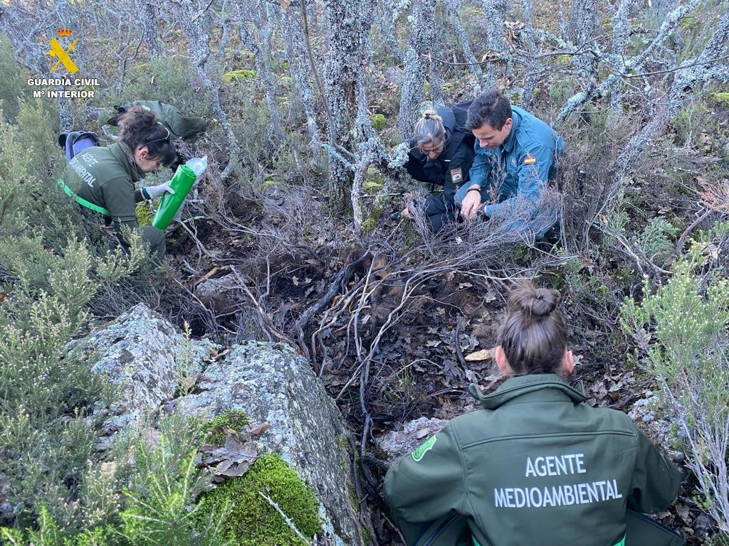 La Guardia Civil de Palencia investiga el hallazgo de restos óseos y pelo de un oso pardo La Guardia Civil de Palencia investiga el hallazgo de restos óseos y pelo de un oso pardo