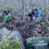 La Guardia Civil de Palencia investiga el hallazgo de restos óseos y pelo de un oso pardo