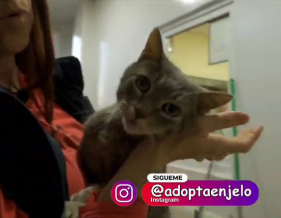 Adopta en JELO: ¿quieres conocer al gato Zeppo? Adopta en JELO: ¿quieres conocer al gato Zeppo?