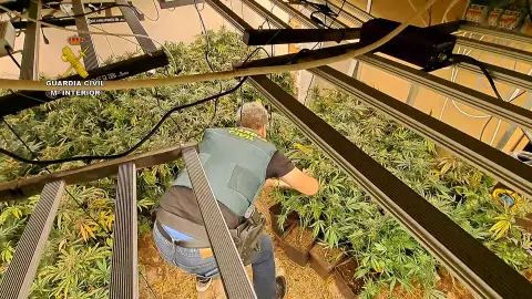 Detenido un joven que se dedicaba al cultivo de Marihuana indoor y al tráfico de drogas en Aldaia y Paiporta Detenido un joven que se dedicaba al cultivo de Marihuana indoor y al tráfico de drogas en Aldaia y Paiporta