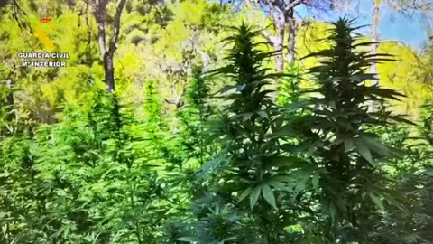 Las macroplantaciones desmanteladas se encontraban en lugares recónditos y de difícil acceso Las macroplantaciones desmanteladas se encontraban en lugares recónditos y de difícil acceso