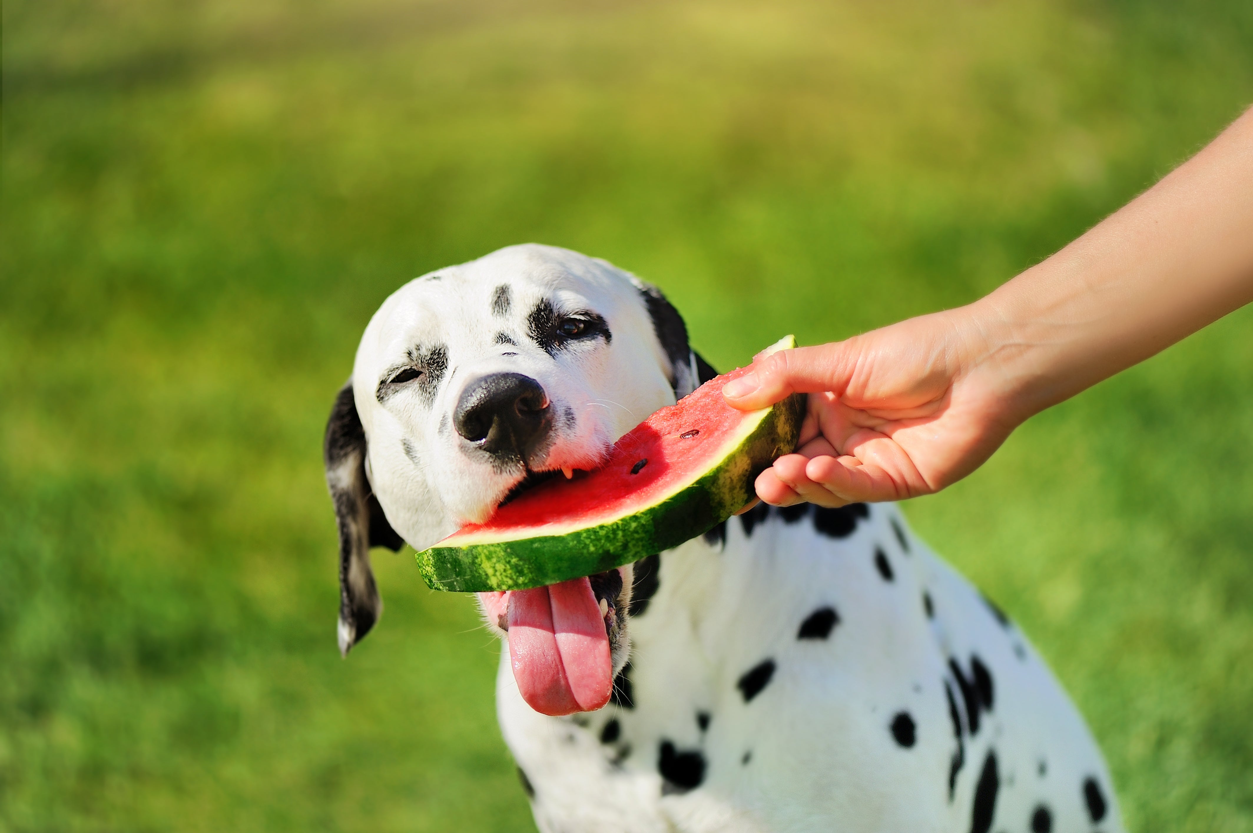Qué frutas pueden comer los perros y cuáles son peligrosas para su salud Qué frutas pueden comer los perros y cuáles son peligrosas para su salud