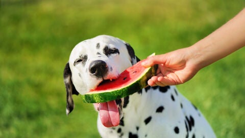 Qué frutas pueden comer los perros y cuáles son peligrosas para su salud