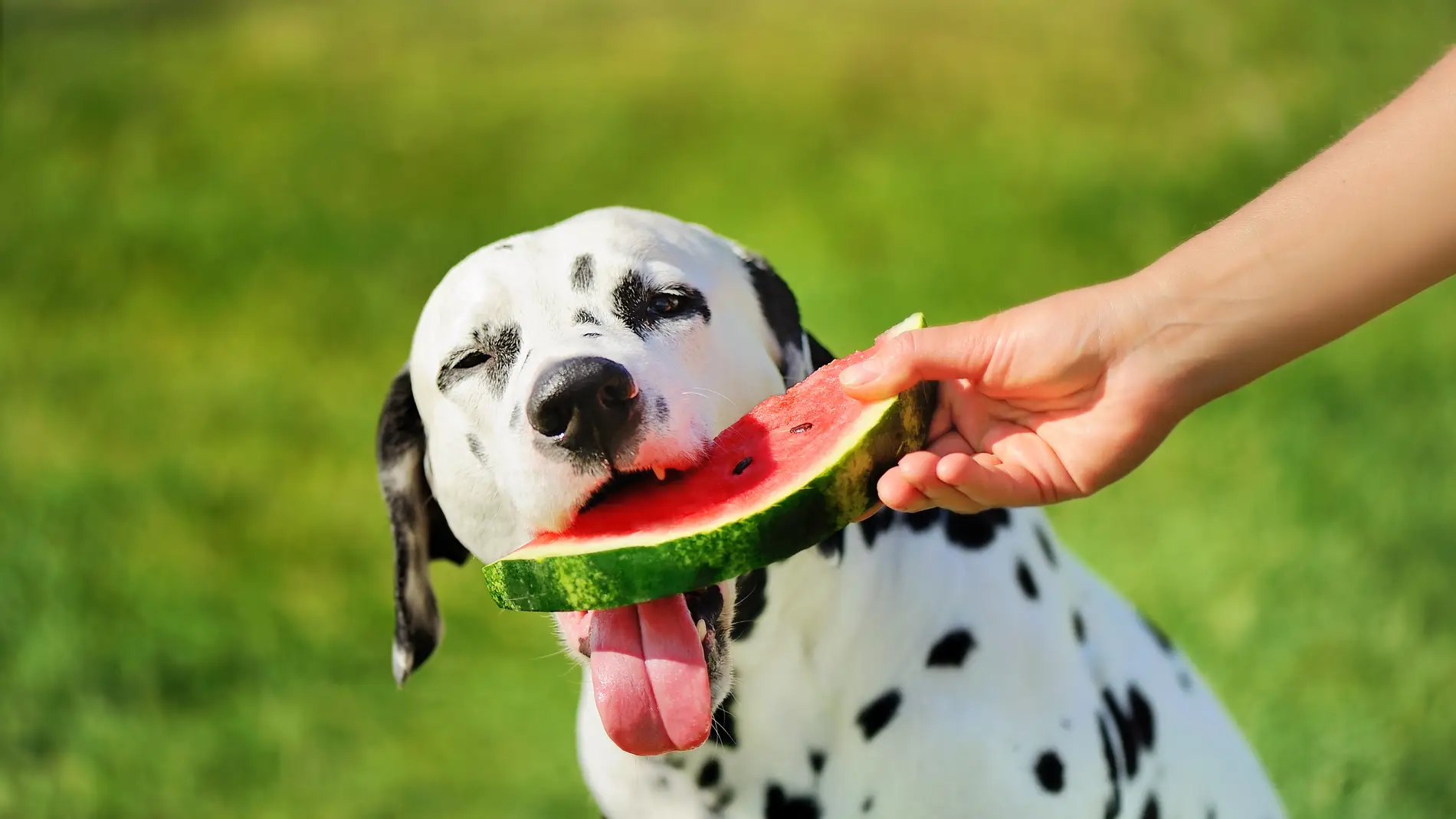 Qué frutas pueden comer los perros y cuáles son peligrosas para su salud