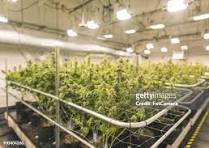 Desmanteladas plantaciones de marihuana Desmanteladas plantaciones de marihuana