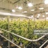 Desmanteladas plantaciones de marihuana