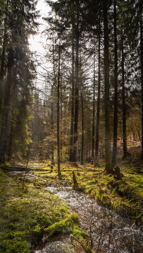 Bosques y Tió Nadal Bosques y Tió Nadal