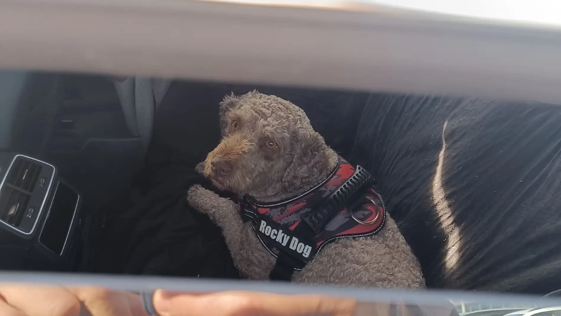 La Guardia Civil detecta en Cheste a un perro en el interior de un vehículo y salva su vida