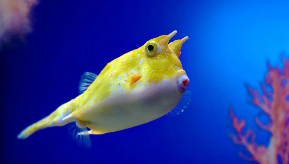 Pez vaca del Acuario de Gijón Pez vaca del Acuario de Gijón