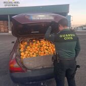 Recuperados más de 4.000 kilos de naranjas robadas y ocho detenidos por su sustracción