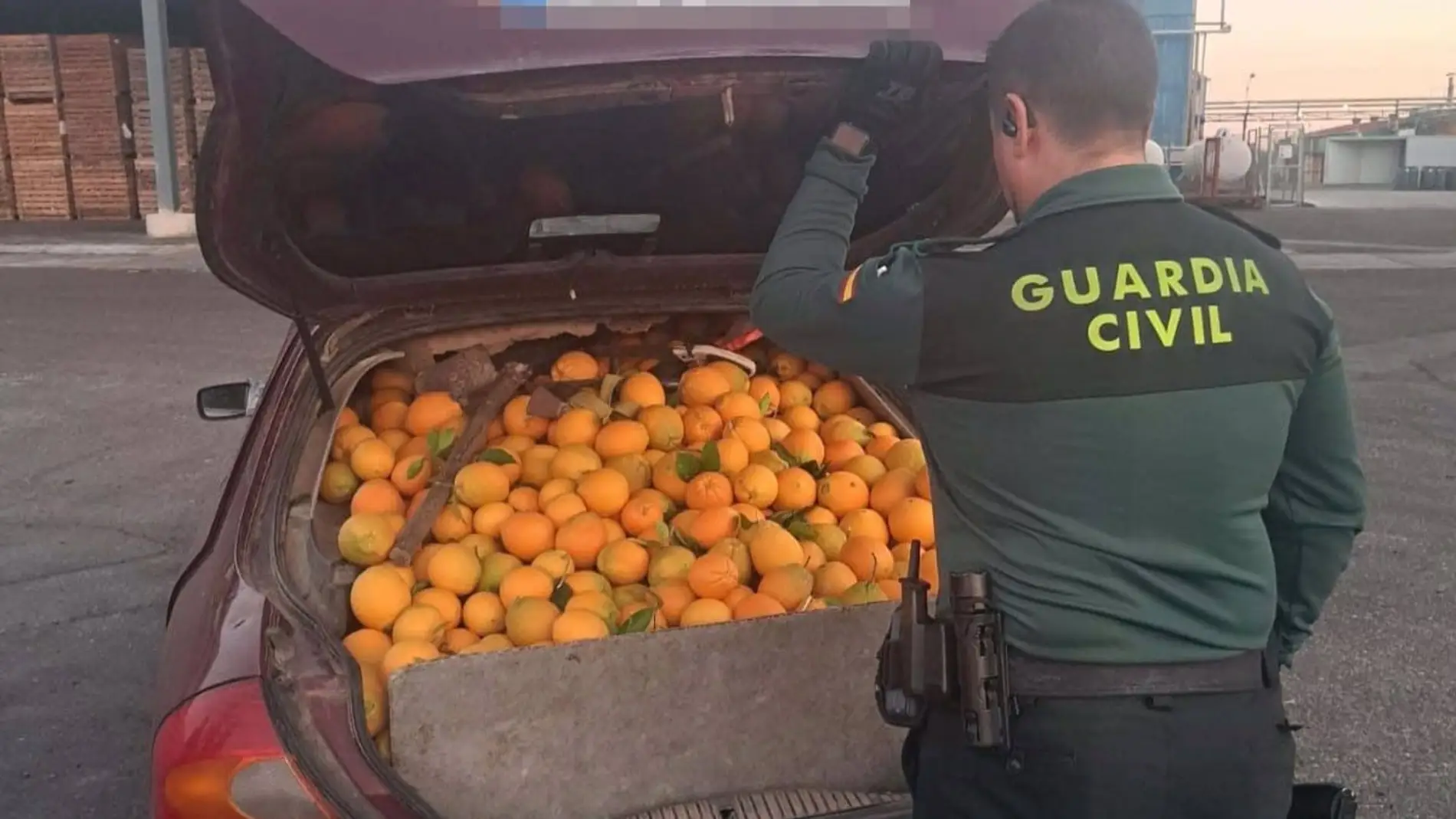 Recuperados más de 4.000 kilos de naranjas robadas y ocho detenidos por su sustracción