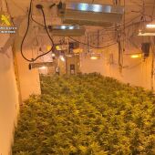 Plantación de marihuana desmantelada por la Guardia Civil en el chalé de Aspe.