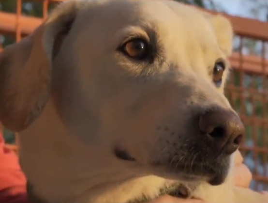 Adopta en JELO: Conoce a Chabela, la perrita con la mirada más dulce Adopta en JELO: Conoce a Chabela, la perrita con la mirada más dulce