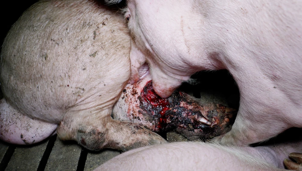 Una de las imágenes de canibalismo entre los animales en la granja denunciada/ Observatorio de Bienestar Animal 