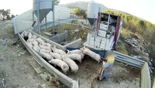 Cerdos en la granja porcina denunciada por el Observatorio de Bienestar Animal 