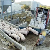 Cerdos en la granja porcina denunciada por el Observatorio de Bienestar Animal/ Observatorio de Bienestar Animal Cerdos en la granja porcina denunciada por el Observatorio de Bienestar Animal/ Observatorio de Bienestar Animal