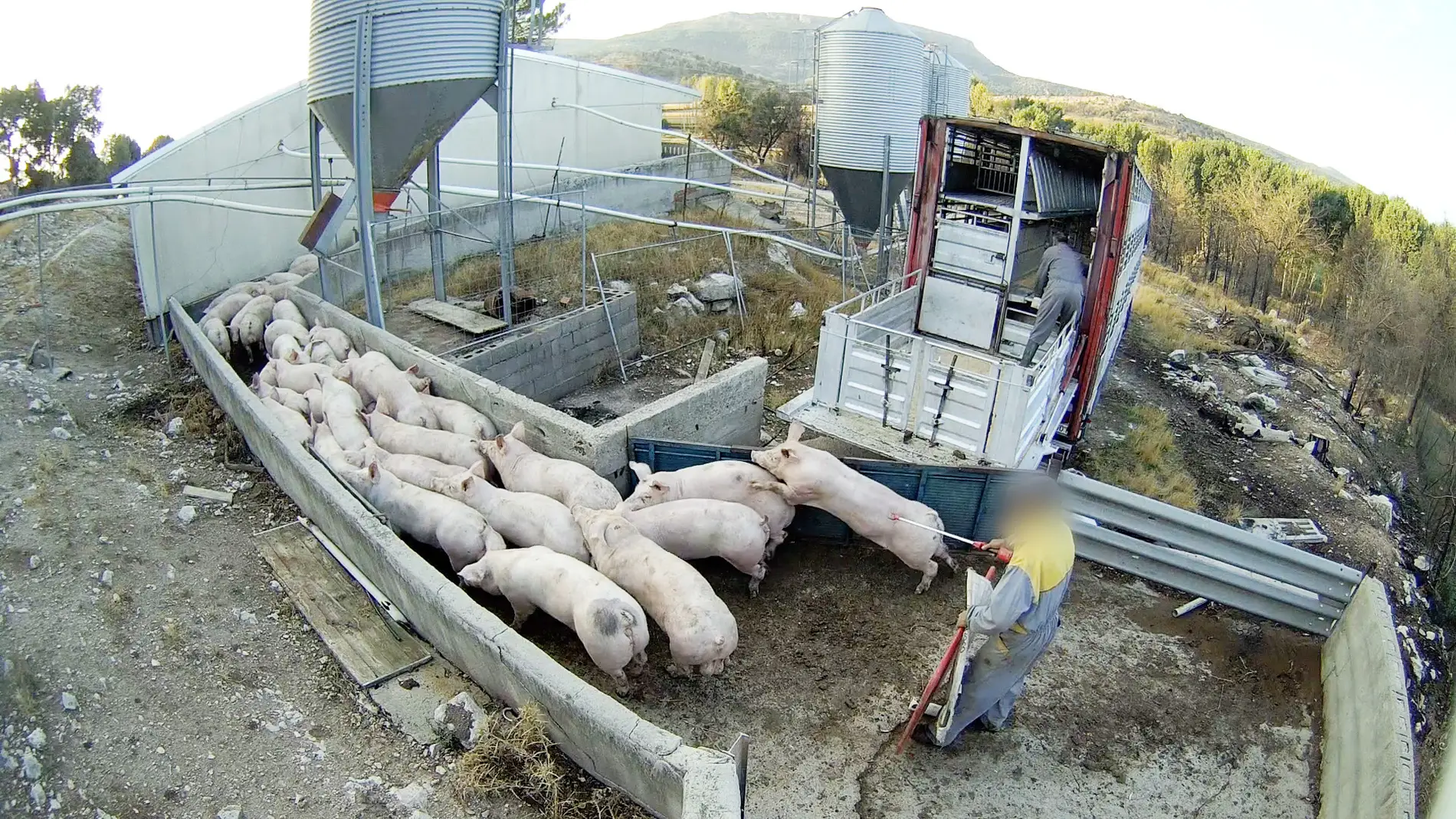 Cerdos en la granja porcina denunciada por el Observatorio de Bienestar Animal/ Observatorio de Bienestar Animal 