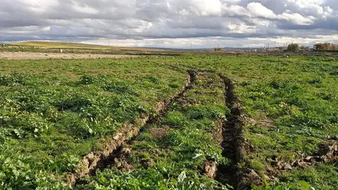 El mal estado de las parcelas afectadas por la DANA impide a los agricultores iniciar la siembra El mal estado de las parcelas afectadas por la DANA impide a los agricultores iniciar la siembra