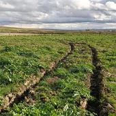El mal estado de las parcelas afectadas por la DANA impide a los agricultores iniciar la siembra El mal estado de las parcelas afectadas por la DANA impide a los agricultores iniciar la siembra
