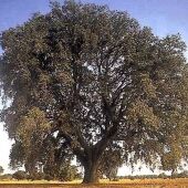 'Miguelito' opta a ser 'Árbol del Año 2024'