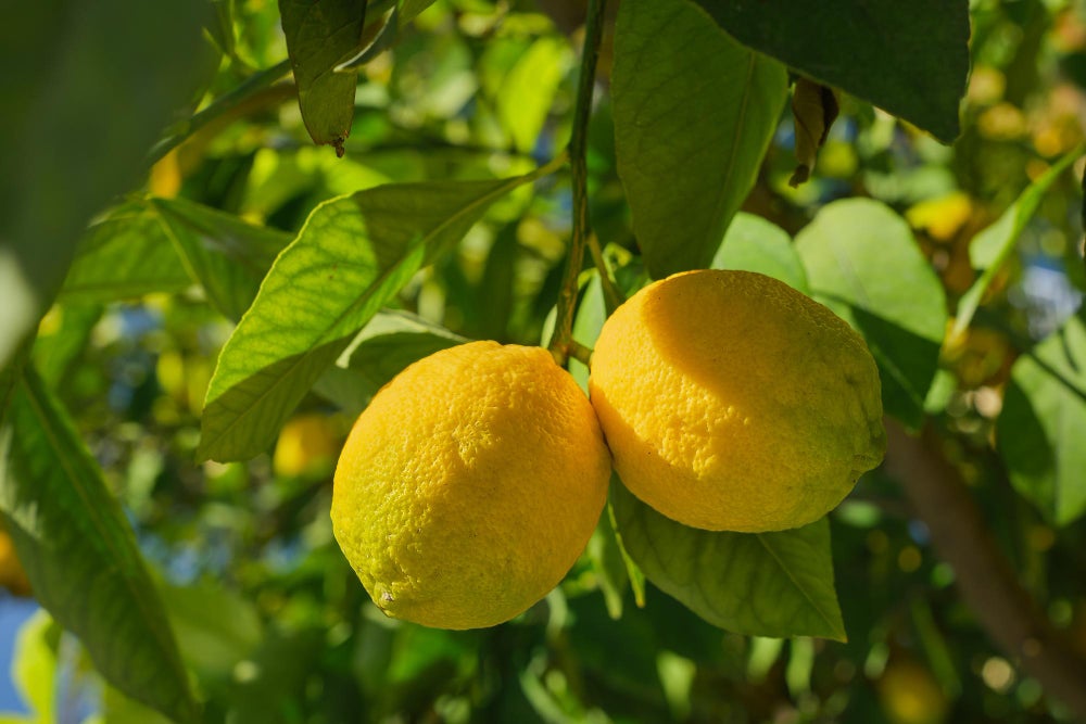 Gastronomía de Novales: una variedad única de limones y el mejor queso de Cantabria Gastronomía de Novales: una variedad única de limones y el mejor queso de Cantabria