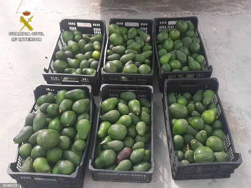 La Guardia Civil de Alicante detiene a cinco personas y recupera 320 kilos de aguacates La Guardia Civil de Alicante detiene a cinco personas y recupera 320 kilos de aguacates