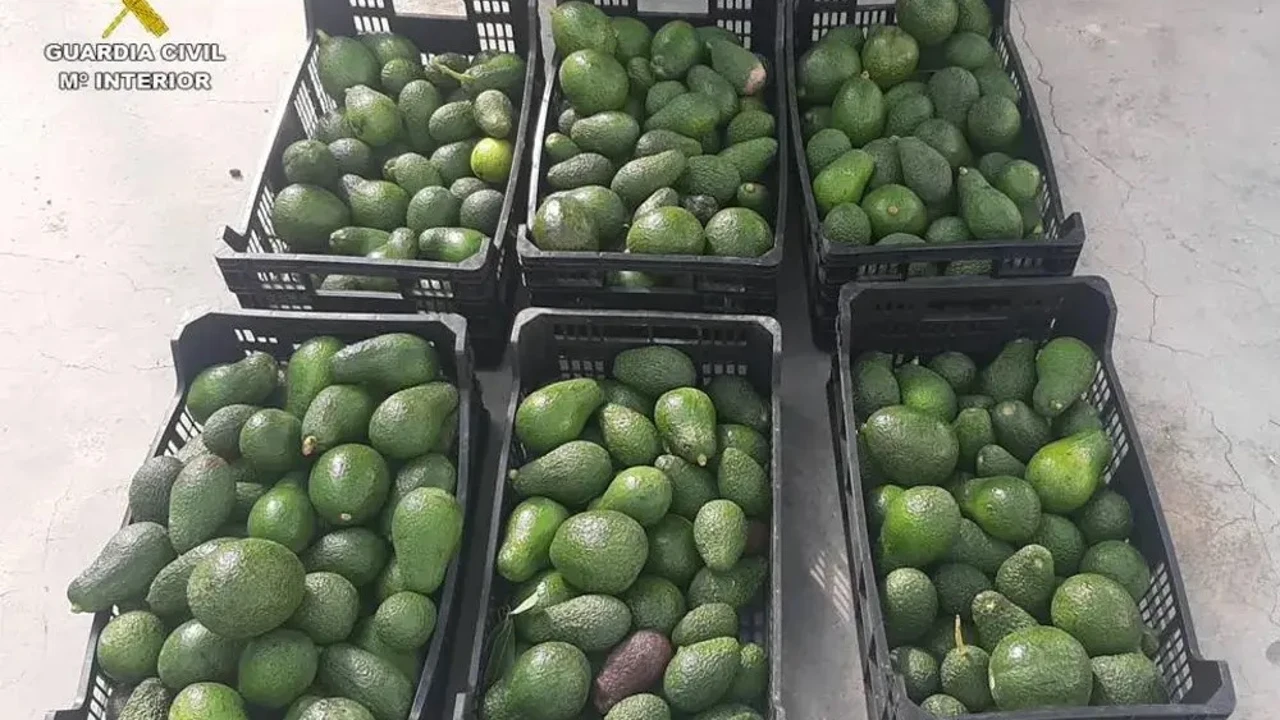 Aguacates como los recuperados en Beniarbeig