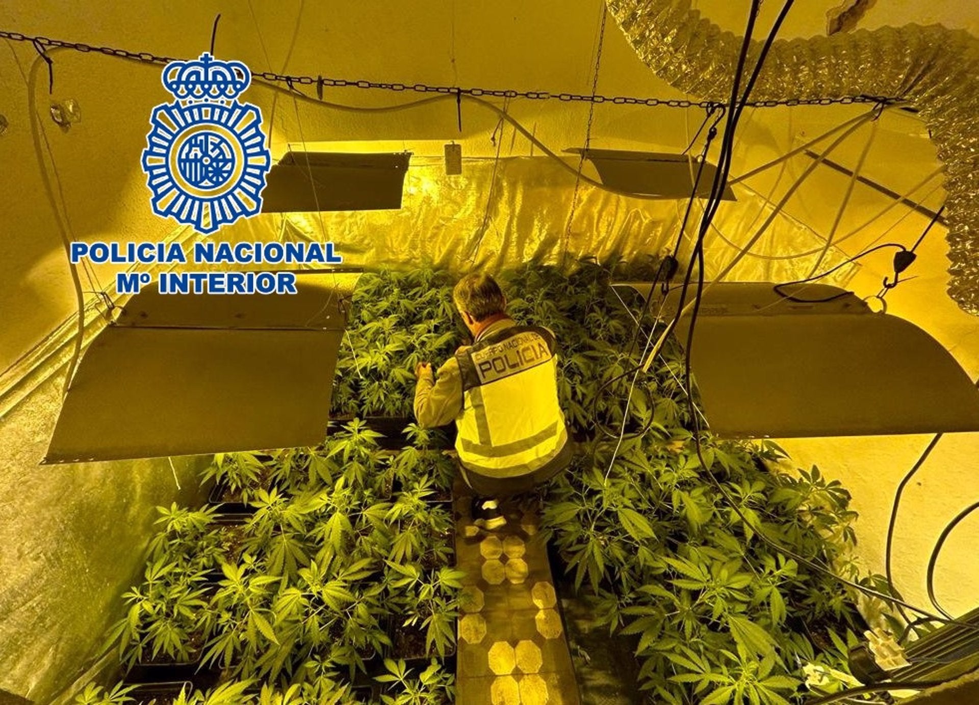 Desmantelados cuatro laboratorios ilegales de marihuana en Torrent (Valencia) Desmantelados cuatro laboratorios ilegales de marihuana en Torrent (Valencia)