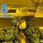Desmantedos cuatro laboratorios ilegales de marihuana en Torrent (Valencia)