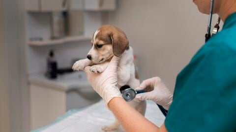 Veterinaria trabajando