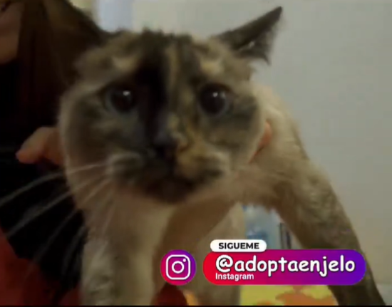 Adopta en JELO: Júpiter está en busca de un nuevo hogar Adopta en JELO: Júpiter está en busca de un nuevo hogar