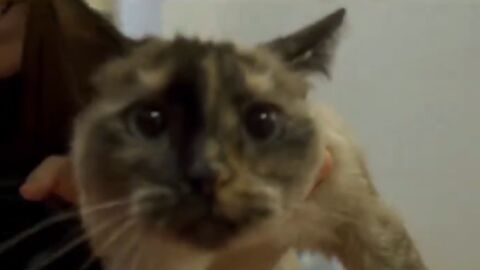 El gato J&uacute;piter 