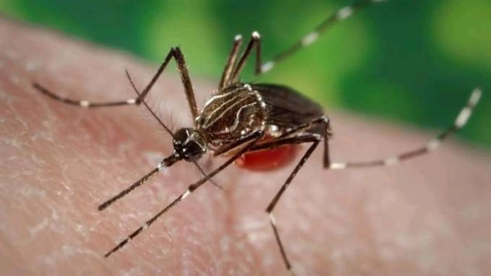 Aspecto de un mosquito Aedes aegypty