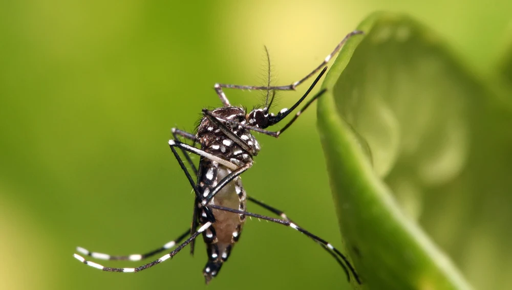 Sanidad pide hacer fotos y avisar a las autoridades ante la presencia de mosquitos Aedes aegypti
