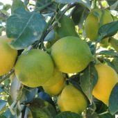 Limones de Alicante 