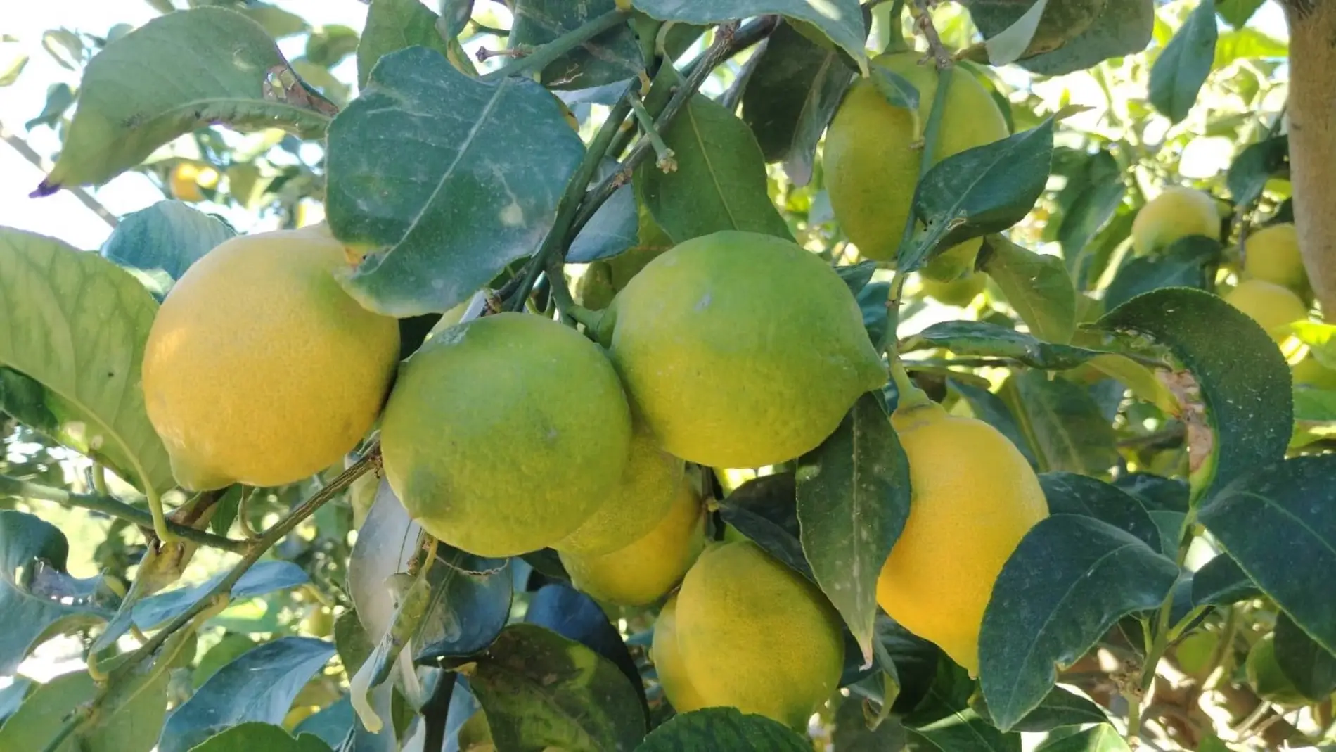 Limones de Alicante 