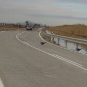Dos aves cruzan la carretera de Vistabella que bordea el parque natural de El Hondo Elche-Crevillent. 