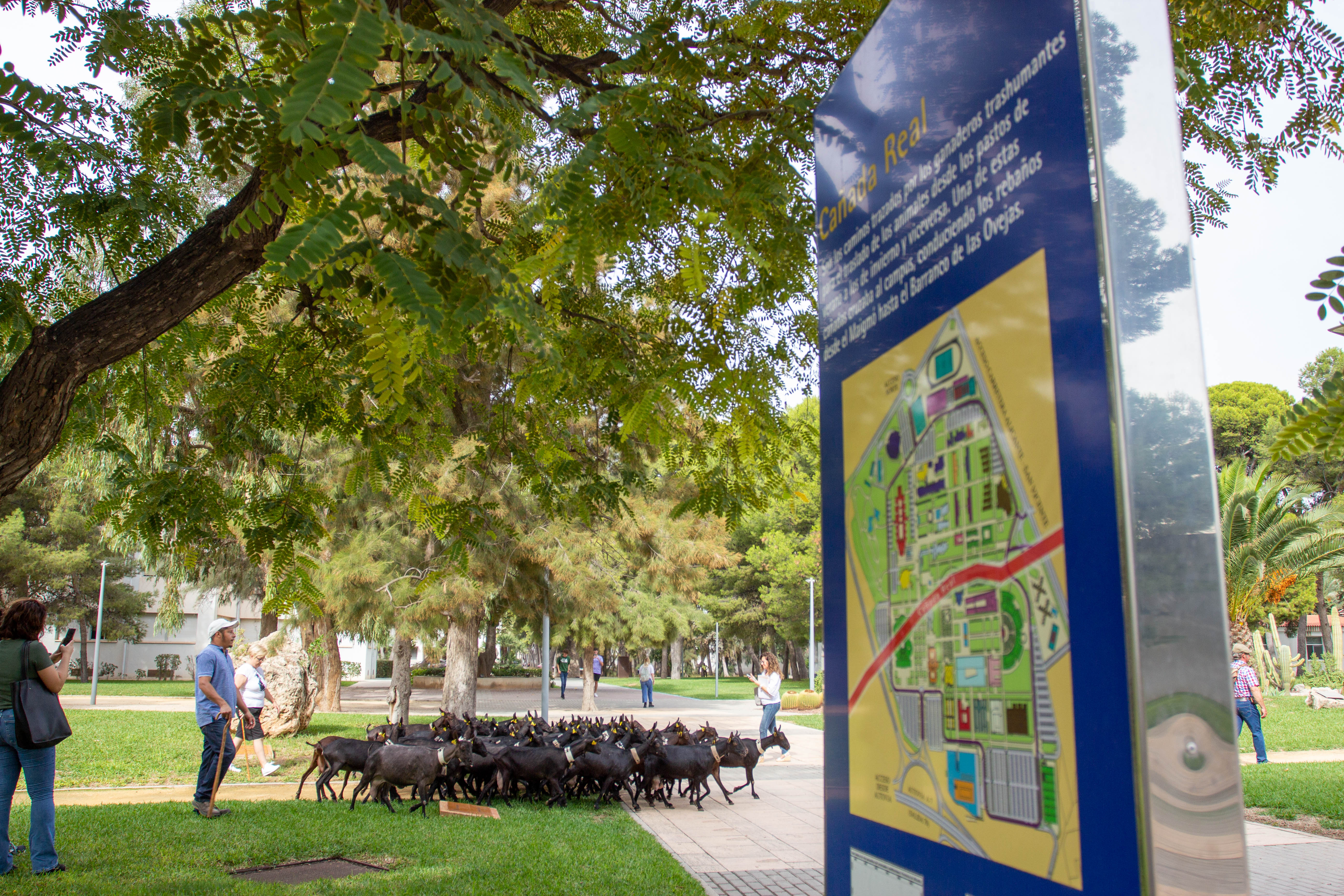 La Universidad de Alicante celebra la declaración de la trashumancia como Patrimonio Cultural Inmaterial La Universidad de Alicante celebra la declaración de la trashumancia como Patrimonio Cultural Inmaterial