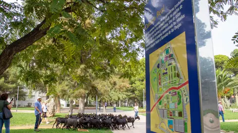 El rebaño pasa por la Cañada Real cada mes de octubre El rebaño pasa por la Cañada Real cada mes de octubre