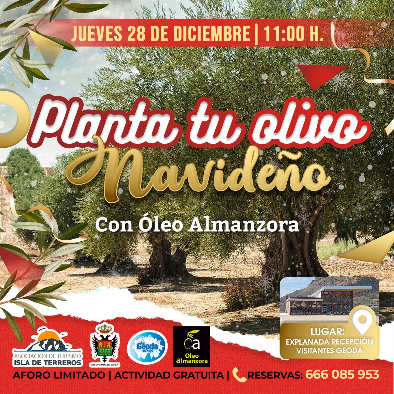 En Pulpí plantarán olivos navideños En Pulpí plantarán olivos navideños