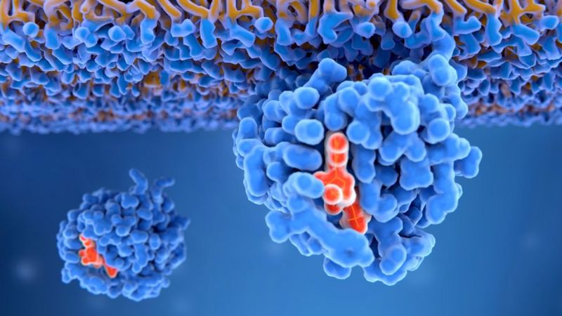 Un estudio encuentra "vulnerabilidades" en la proteína que muta más veces en cáncer Un estudio encuentra "vulnerabilidades" en la proteína que muta más veces en cáncer