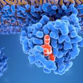 Un estudio encuentra "vulnerabilidades" en la proteína que muta más veces en cáncer